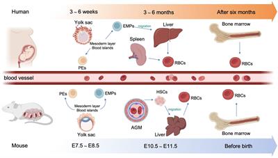 Immunoregulation role of the erythroid cells